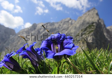 Close-up portrait of Gentian flowers with austrian alpine mountains in the background