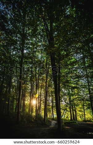 Beautiful sunset in the forest. nature