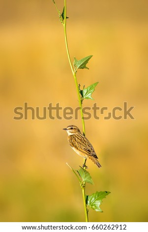Cute bird. Green wild green ivy branches and yellow background.
Whinchat 