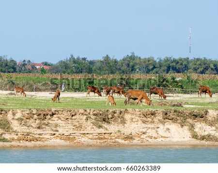 Agriculture in Mekong river delta in Vietnam, cows in a field – January 2017: [ River delta in not only known for its agriculture and fish industry ]