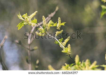 Horizontal image of lush early spring foliage - vibrant green spring fresh leaves of birch tree in spring in protected forest - vintage effect