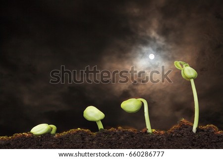 stock image of the small plant growing with moon light Royalty-Free Stock Photo #660286777