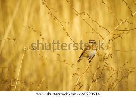 Cute bird. Yellow nature background.