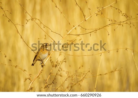 Cute bird. Yellow nature background.