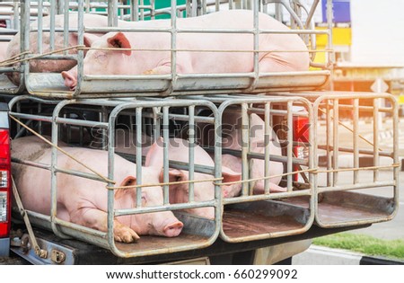 Pigs in cages on truck transport go to the slaughterhouse. Royalty-Free Stock Photo #660299092