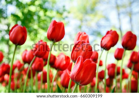  Amazing view of colorful  tulips in the garden. Flowers background.