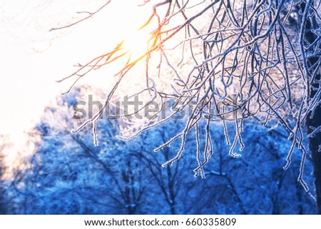 Beautiful tree branches in  hoarfrost in the winter on a blurred background sun.