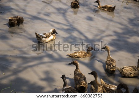 Duckling eggs in rice fields,Ducks swimming on the water
