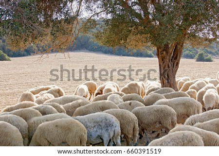 Sheeps in North Cyprus