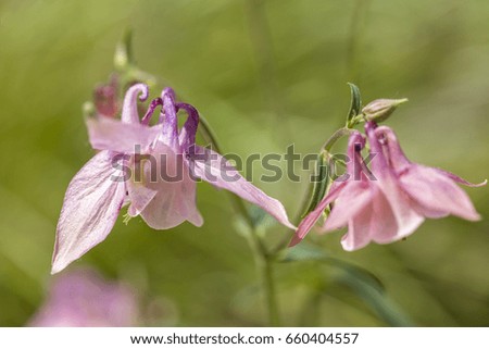 Small twin pink flowers