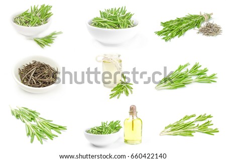Group of rosemary