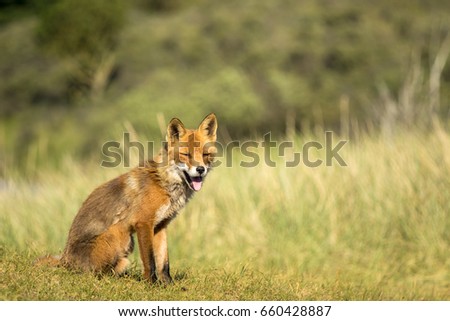 Red Fox Sitting on the Grass 