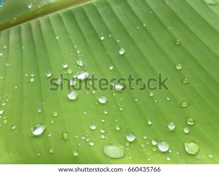 A Banana Leaf  In A Rainy Day Close Up Background.