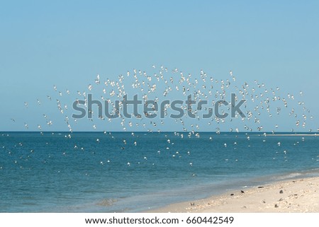 Seagulls    Dunlins (Calidris alpina) flying along the shore.  The coast of Florida, winter