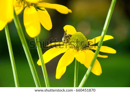 black eye -Susan, yellow flower