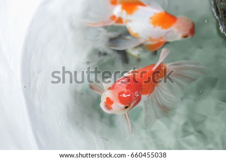 Selective focus on golden fish in well, abstract animal background.