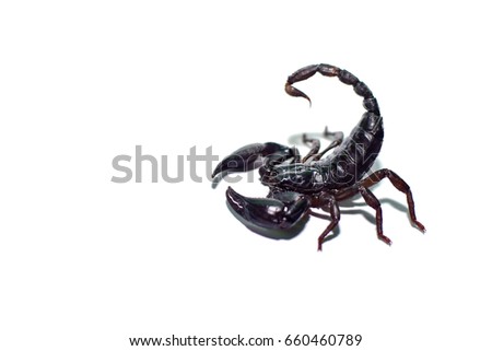 Scorpion isolated  on white background,Black scorpion,Scorpion ready to fight