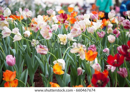 Tulip in the flower field