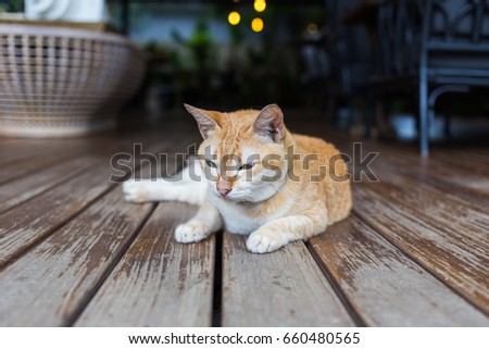 Orange cat lying on wooden floor