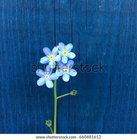 Sweet  Myosotis against the blue wooden fence