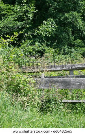 Pictures from an old bench in a forest, occupied by bushes and grass.