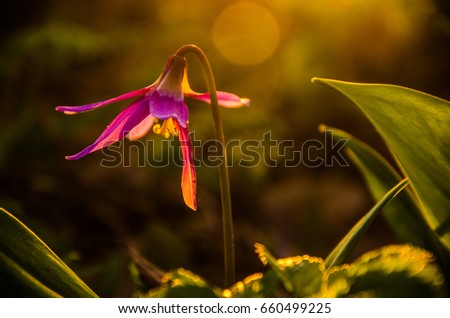 spring flowers in the forest. beautiful purple plants. green juicy grass. morning sunrise in the woods