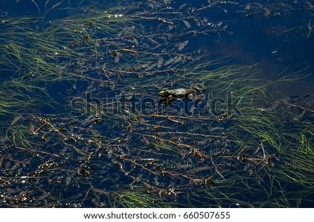 Frog in a swamp among the seaweed