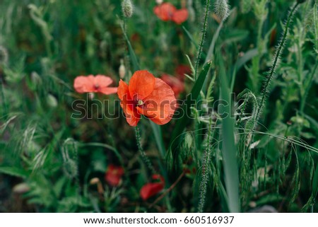 Poppy flower in dark green grass