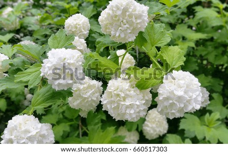Beautiful white hydrangeas