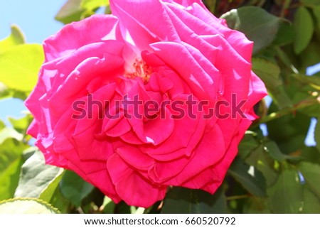 Bright pink rose flower on bush