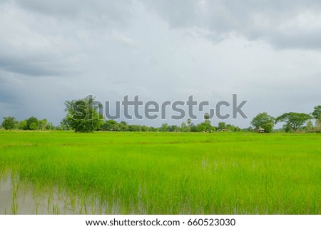 a front selective focus picture of young green organic rice field 