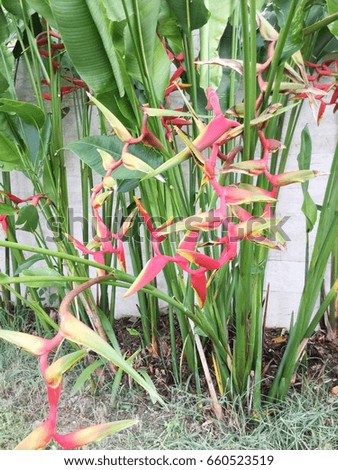 Heliconia flower on nature background.
