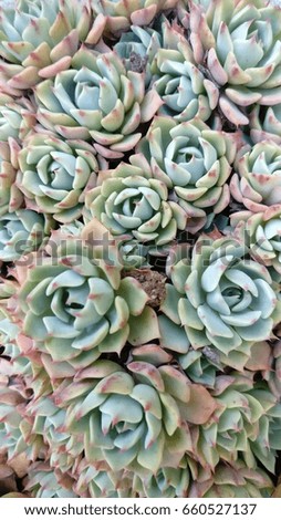 Echeveria, succulent, silvery-grey and pink