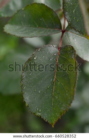 Rose leaves with dew
