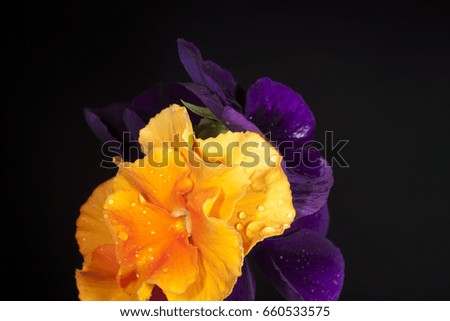 flowers pansies