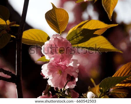 Spring and Summer Flowers: Pink Tree