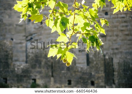 Green leaves with an old european castle in the background