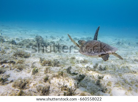 Turtle swimming in blue sea
