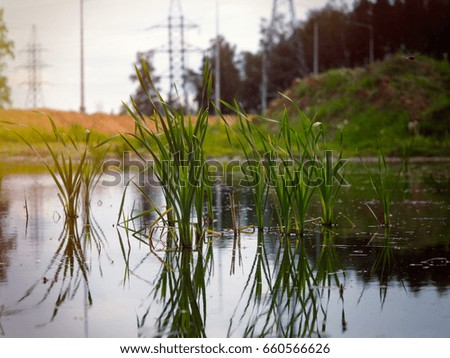Sedge growing in the small lake. The background of the sky and power line