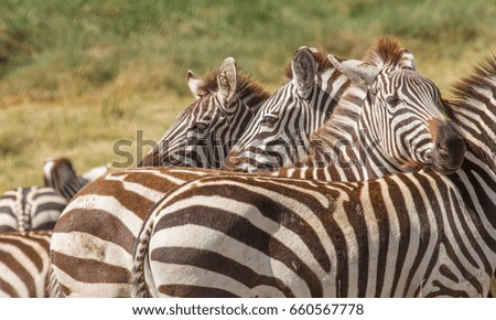 Wildlife Africa safaris