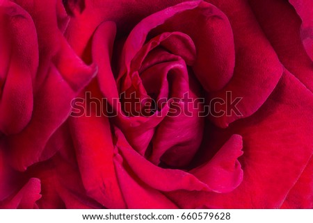 Close up of inside of red rose petals/red rose
