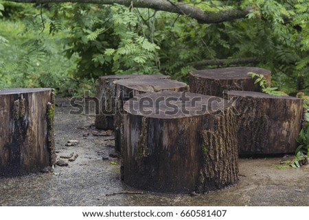 wooden stumps on concrete