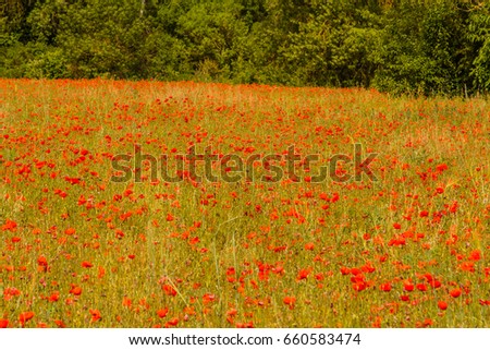 Field of poppies with the mountain Sainte Victoire in the background
