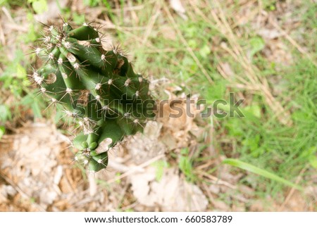 Cactus in the woods