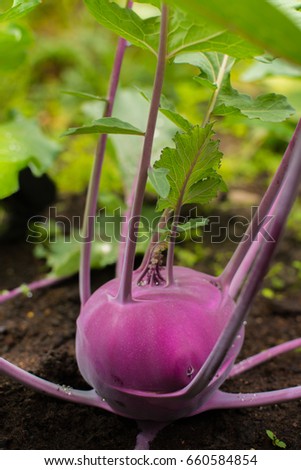 Closeup of a purple Kohlrabi or turnip plant growing in in the garden, ready to harvest, fresh and ripe