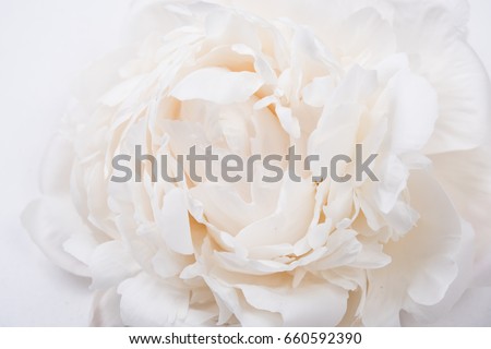 white peony petals closeup, summer flowers macro shot. Natural t