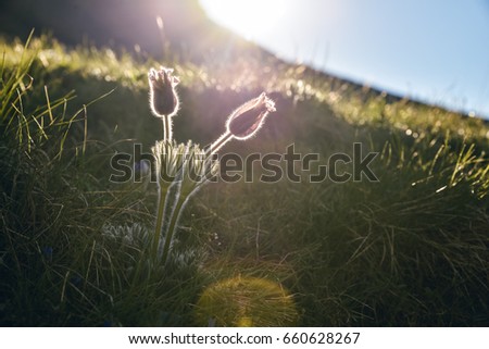 Montane Pasque Flower (Pulsatilla montana) near Zermatt and Matterhorn, in Swiss Alps, June 2017