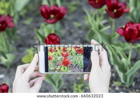 Girl photographs on the phone beautiful red tulips (tulipa).