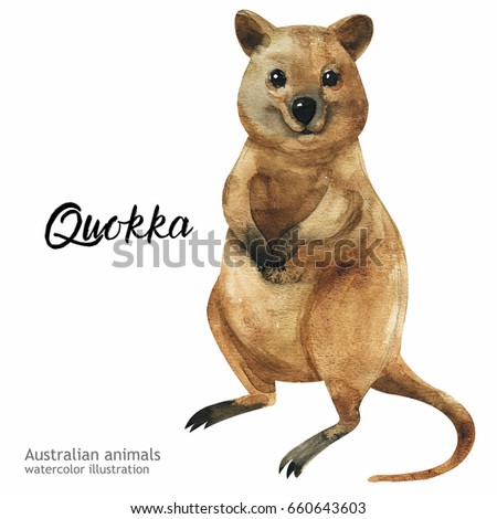 Australian animals watercolor illustration hand drawn wildlife isolated on a white background. Quokka. Australia Day