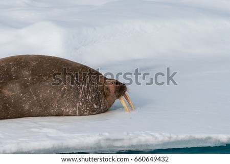Walrus on ice